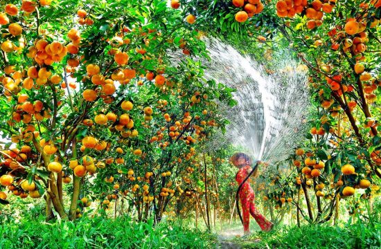 Chuyến đi 4N3D - Sinh thái – miệt vườn – nghỉ dưỡng 173