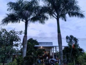 Bà Ngoại Homestay Cà Mau: Trải Nghiệm Bình Yên Miền Tây 17