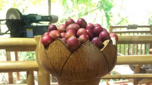 Trái da đá – Thứ quả rừng, trái dại ở Khánh Hoà xưa ăn đỡ buồn, nay hóa đặc sản ngọt lành, thơm nức, vạn người mê