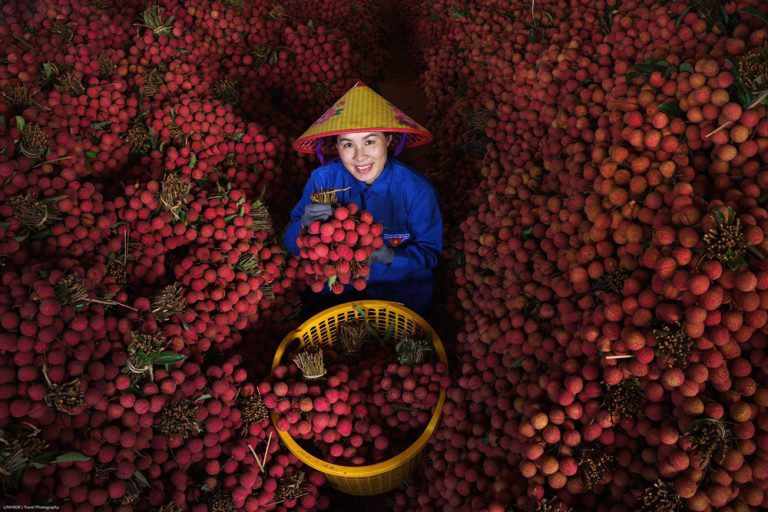 Trải nghiệm Lục Ngạn – Mùa vải chín