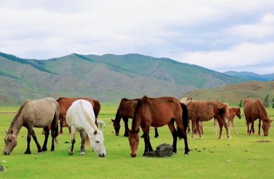 Trại ngựa Bá Vân 3