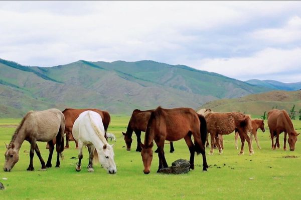 Trại ngựa Bá Vân