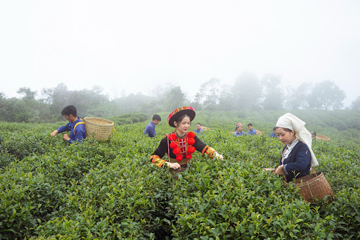 Đồn điền chè Kolia