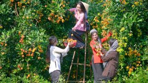 Tour tự chọn khám phá Vĩnh Long 9