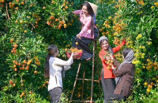 Tour tự chọn khám phá Vĩnh Long 3