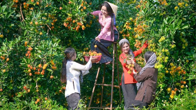 Tour tự chọn khám phá Vĩnh Long