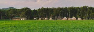 The Fields of Phủ Quỳ – Camping Giữa Cánh Đồng Cỏ Xanh Mướt Ở Đông Hiếu 5