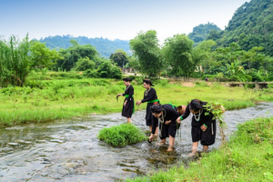 Rêu đá - Vật phẩm quá giá thiên nhiên ban tặng 1