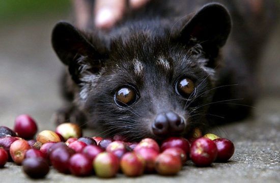 Chương trình tour Đắk Lắk 1 ngày 41